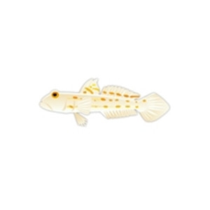 Diamond Goby